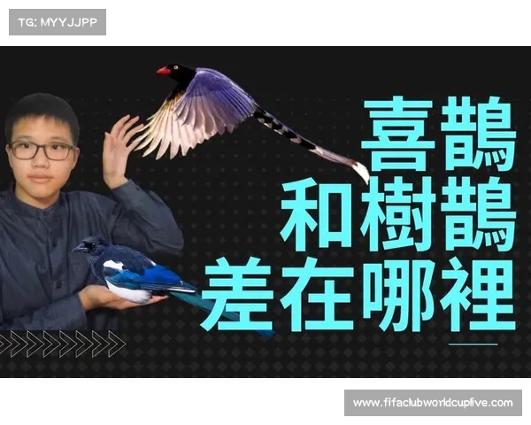 赛前分析喜鹊对决全力争胜力保平局相结合的战术部署 赛前分析喜鹊对决全力争胜力保平局相结合的战术部署